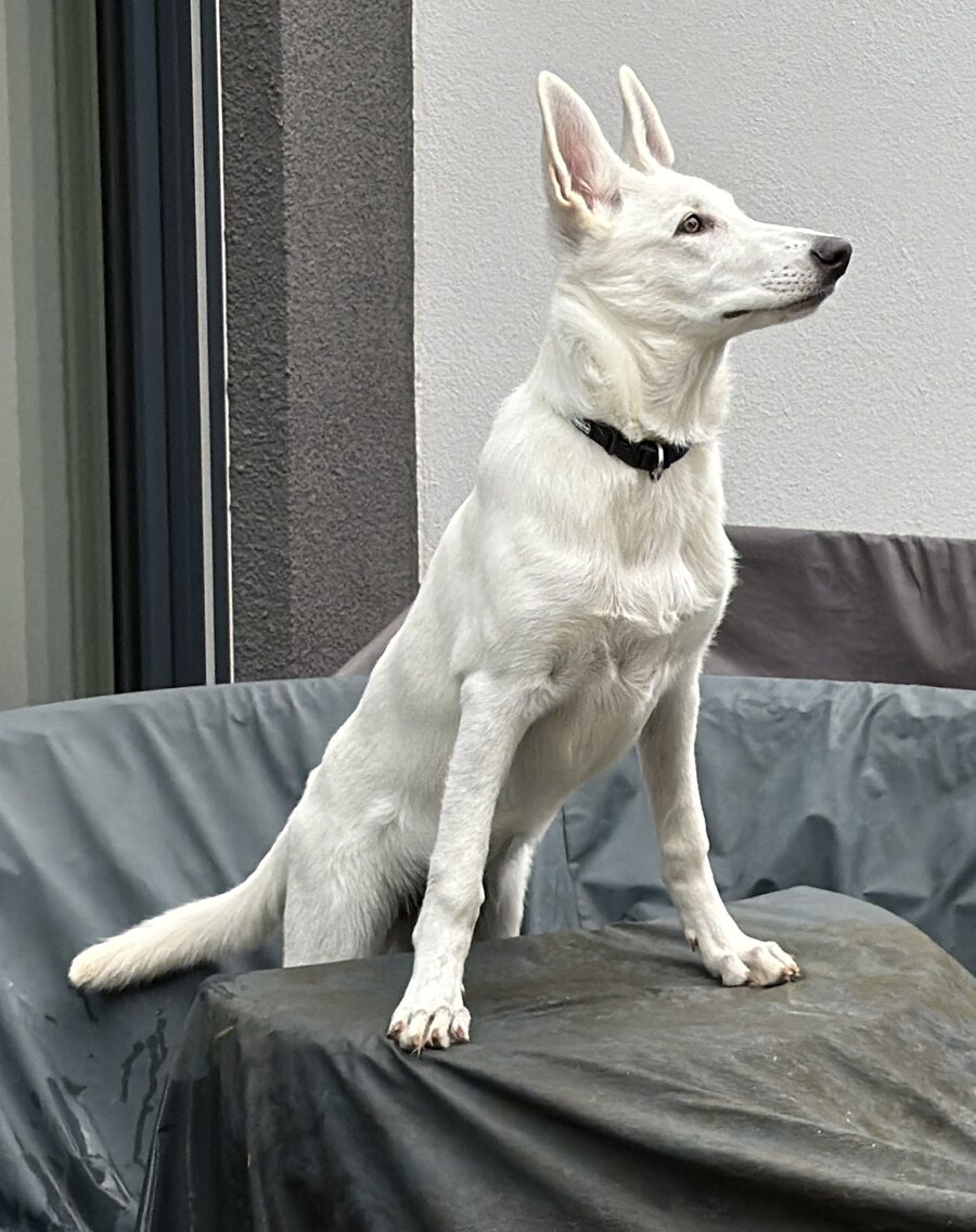 Flocke, a white swiss shepherd, sitting upright and looking into the distance